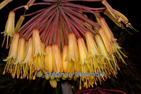 aloe capitata var quartziticola 3 graphic